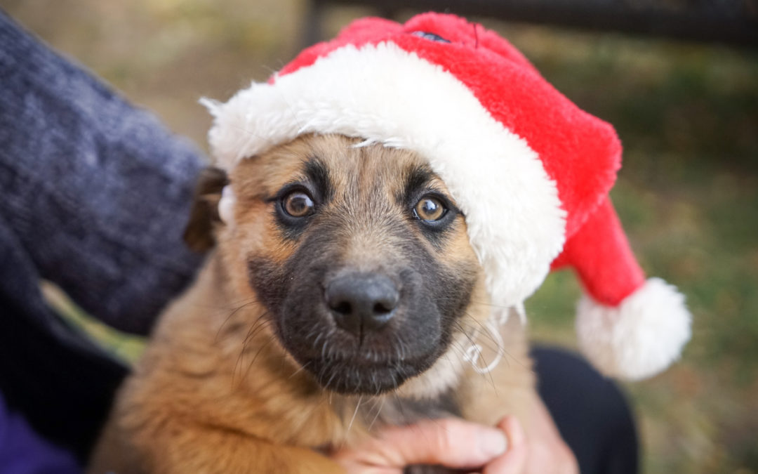 Happy Howlidays Everybody!