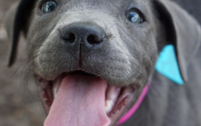 This Cool Class Called Puppy Play Time!